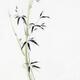 Fine art sumi-e painting of green bamboo stalk with snow on the leaves... (thumbnail)