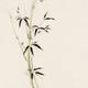 Sumi-e painting of green bamboo stalk with snow on the leaves on beige... (thumbnail)