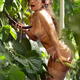 Beautiful young woman in lingerie picking sexy eggplants in a garden H... (thumbnail)
