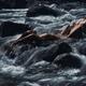 Sensual romantic nude couple making love in wild water of a mountain r... (thumbnail)