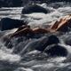 Beautiful nude couple making love lying in wild water of a mountain ri... (thumbnail)