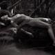 Beautiful nude woman with wet shiny body lying naked on a mossy tree t... (thumbnail)