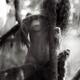 Beautiful naked mythical forest nymph playfully teasing hiding behind... (thumbnail)