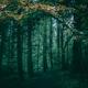 Dark green nature scenery of a trail in a deep mysterious autumn fores... (thumbnail)