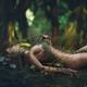 Beautiful nude woman lying on green moss in a rain forest covering her... (thumbnail)