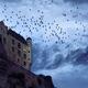 Flock of crows flying over a French stone castle on a mountain cliff u... (thumbnail)
