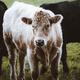Cute calf young cow bull on a farm field... (thumbnail)