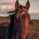 Beautiful brown horse face in sunset... (thumbnail)