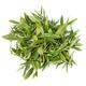 Camellia sinensis young green tea leaves isolated on white... (thumbnail)