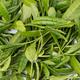 Closeup of Camellia Sinensis young green tea leaves isolated on white... (thumbnail)