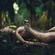 Beautiful nude woman lying on green moss in a rain forest covering her naked body with fern branches Shinrin-Yoku