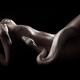 Sexy nude woman body with albino boa snake coiling on her naked skin i... (thumbnail)