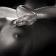 Albino Boa snake slithering slowly on a nude woman body with her tongu... (thumbnail)