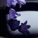Fine art Zen still life of little purple bellflowers touching water in... (thumbnail)
