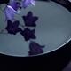 Fine art Zen still life of purple bellflowers touching water in a bowl... (thumbnail)