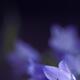 Artistic floral still life of little purple bellflowers in soft focus... (thumbnail)