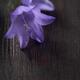 Two purple bellflowers in soft focus on dark wood background... (thumbnail)