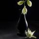 Fine art Zen still life of white Yucca flowers in antique vase on blac... (thumbnail)