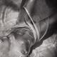 Black and white sensual nude woman body wrapped with wet sheer cloth i... (thumbnail)