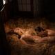 Nude sexy couple man and woman making love on straw in dim warm golden... (thumbnail)