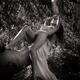 Beautiful nude young woman lying naked stretched on branch of arbutus... (thumbnail)