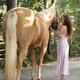 Beautiful woman in elegant silk dress walking with a horse along the t... (thumbnail)