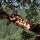 Beautiful nude woman lying naked on top of a tree branch over a cliff... (thumbnail)
