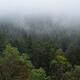 Green fir forest covered in fog view from above nature scenery Vancouv... (thumbnail)