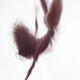 Dreamy ethereal silhouette of a nude woman falling gracefully through... (thumbnail)