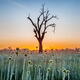 Otherworldly nature scenery of a dead tree amidst button plants... (thumbnail)