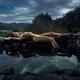 Beautiful nude woman with wet sexy naked body lying on rocks on the ed... (thumbnail)