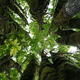 Maple tree tops canopy of green leaves over bright sky... (thumbnail)