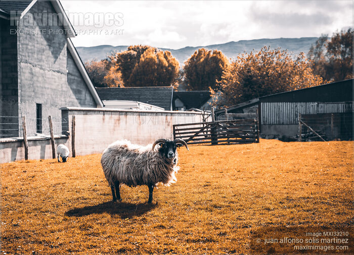 Stock photo of Domestic goat at a farm in Ireland Buy commercial use license at MaximImages