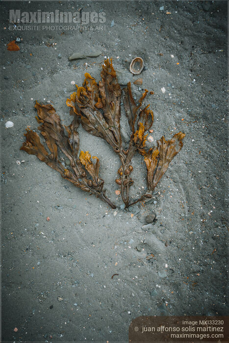 Stock photo of Artistic still life of seaweed on sandy sea shore Buy commercial use license at MaximImages