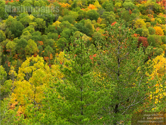 Abstract Colorful Trees in Fall Stock photo of Abstract Colorful Trees in Fall Buy commercial use license at MaximImages