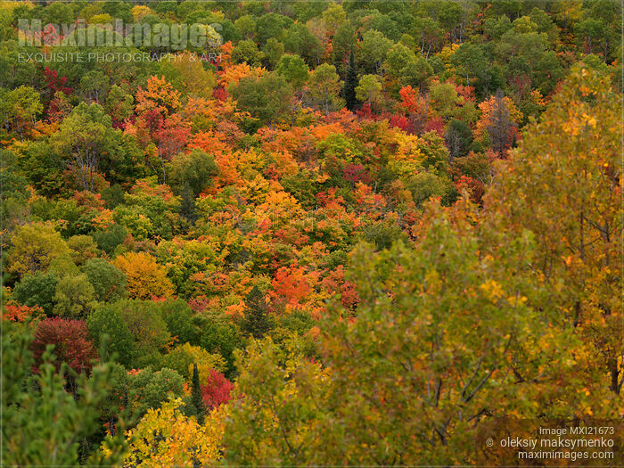 Stock photo of Abstract Colorful Trees in Fall Buy commercial use license at MaximImages