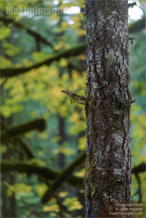 Abstract fall nature detail Fir tree trunk and autumn foliage Stock photo of Abstract fall nature detail Fir tree trunk and autumn foliage Buy commercial use license at MaximImages