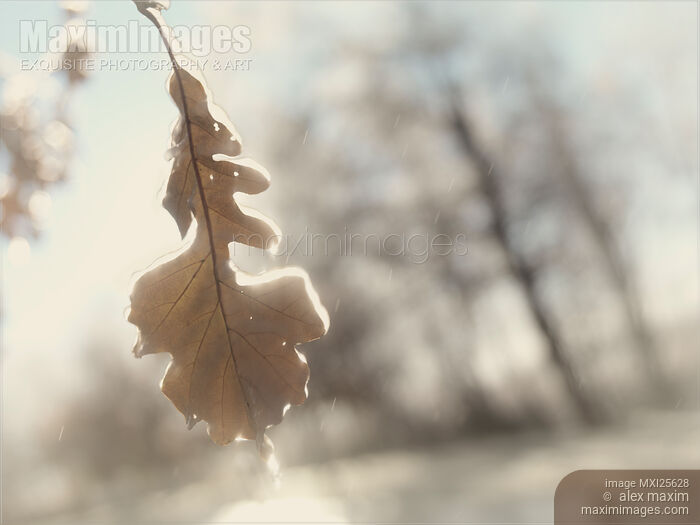 Abstract fall nature scenery of frozen leaf in rain Stock photo of Abstract fall nature scenery of frozen leaf in rain Buy commercial use license at MaximImages