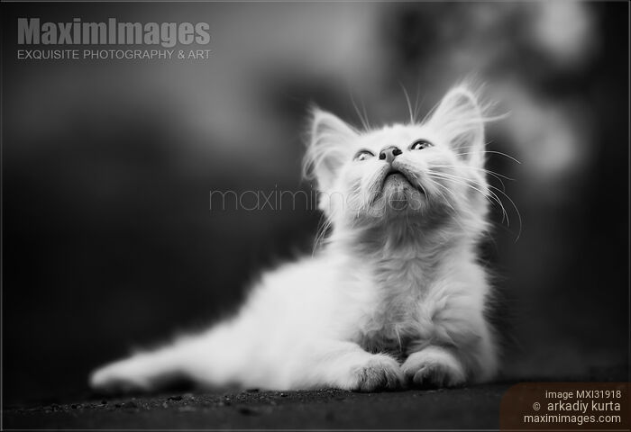 Adorable white puffy kitten in black and white gazing up into the sky Stock photo of Adorable white puffy kitten in black and white gazing up into the sky Buy commercial use license at MaximImages