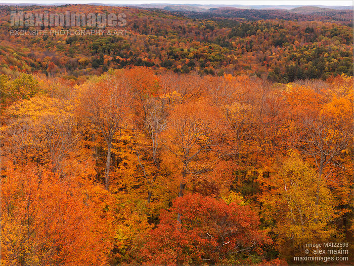 Aerial Fall Nature Scenery of a Forest Stock photo of Aerial Fall Nature Scenery of a Forest Buy commercial use license at MaximImages