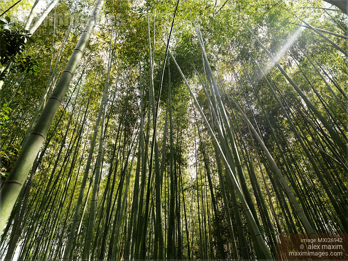 Stock photo of Arashiyama bamboo forest Buy commercial use license at MaximImages