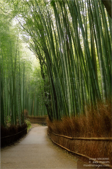Arashiyama bamboo forest artistic tranquil scenery Stock photo of Arashiyama bamboo forest artistic tranquil scenery Buy commercial use license at MaximImages