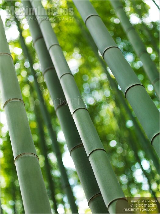 Stock photo of Arashiyama bamboo forest closeup Buy commercial use license at MaximImages
