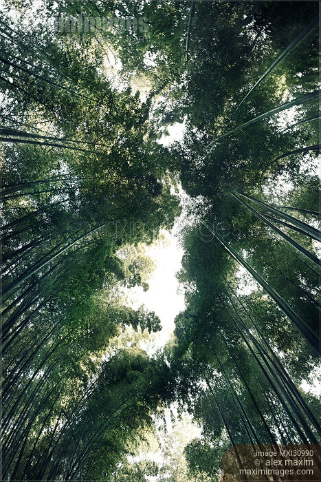 Arashiyama bamboo forest dreamy skyward view scenery Stock photo of Arashiyama bamboo forest dreamy skyward view scenery Buy commercial use license at MaximImages