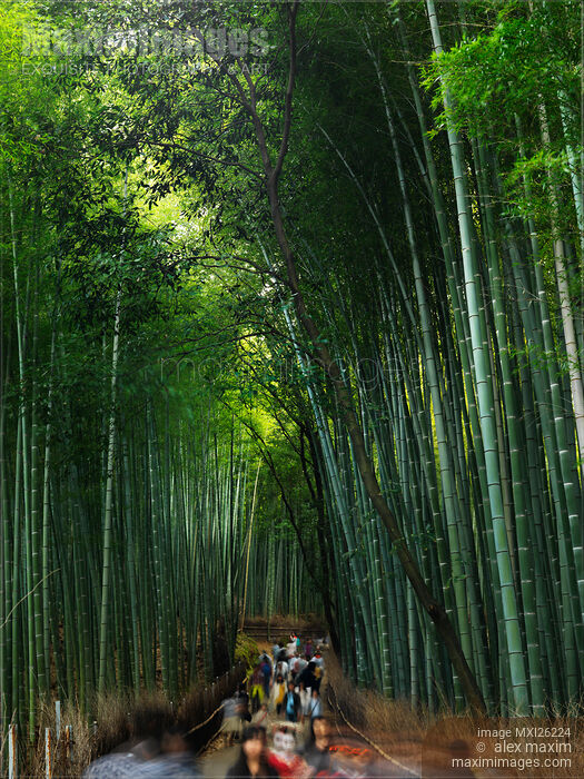 Arashiyama bamboo forest in Kyoto Stock photo of Arashiyama bamboo forest in Kyoto Buy commercial use license at MaximImages