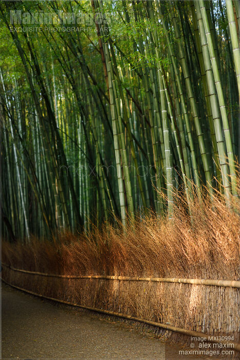 Arashiyama bamboo forest in morning sunshine Stock photo of Arashiyama bamboo forest in morning sunshine Buy commercial use license at MaximImages