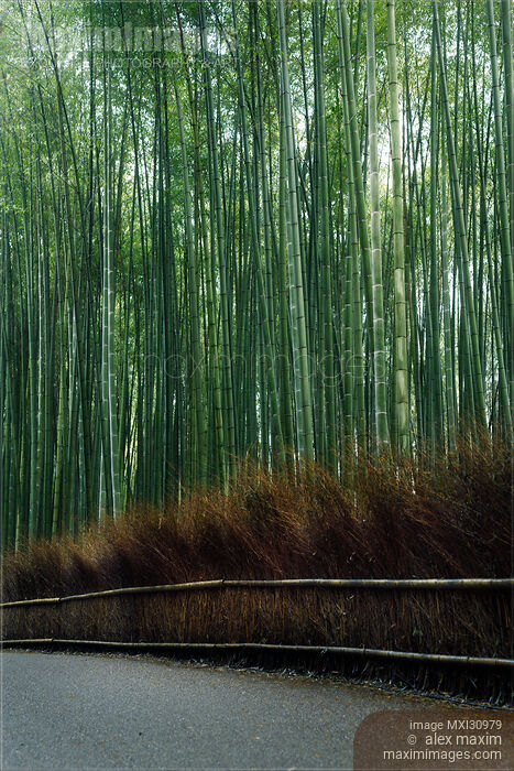 Stock photo of Arashiyama bamboo forest scenery Buy commercial use license at MaximImages