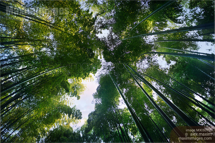 Arashiyama bamboo forest skyward low angle view of arching tree tops Stock photo of Arashiyama bamboo forest skyward low angle view of arching tree tops Buy commercial use license at MaximImages