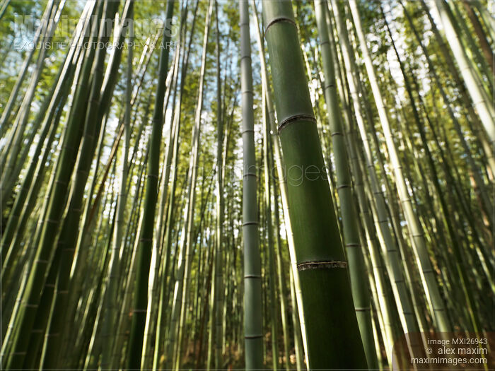 Arashiyama bamboo forest stems Stock photo of Arashiyama bamboo forest stems Buy commercial use license at MaximImages