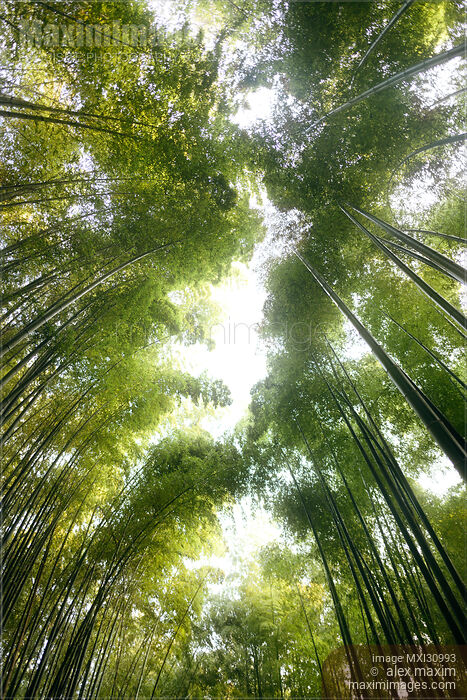 Stock photo of Arashiyama bamboo forest tree tops glowing in bright sunlight Buy commercial use license at MaximImages